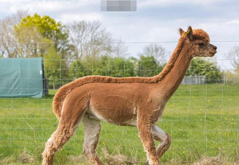 这群羊驼被主人剪毛的艺术惊呆了这造型简直不忍直视