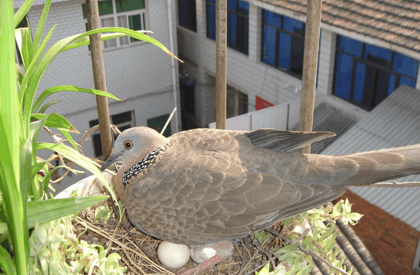 是不是野鸽子,鹧鸪还是大斑鸠?