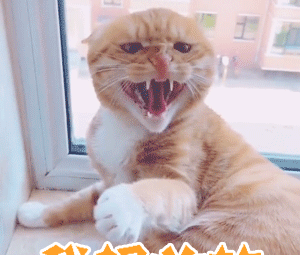 宝宝现在很生气「萌萌的gif表情包」