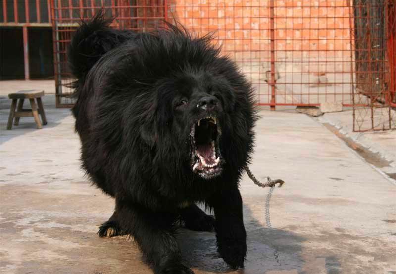 这种犬曾卖出过3200万的天价, 如今只卖2万, 却无人问津|藏獒|獒犬