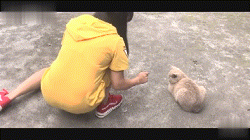 惨被猫妈施锁喉功掐脖,猫咪:这个故事告诉我们,不能相信女人