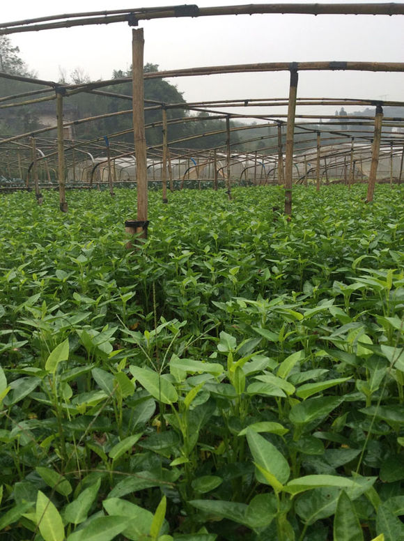 绝招种植空心菜,前后总共卖了40多天的种苗期,亩产种苗达到了100万株