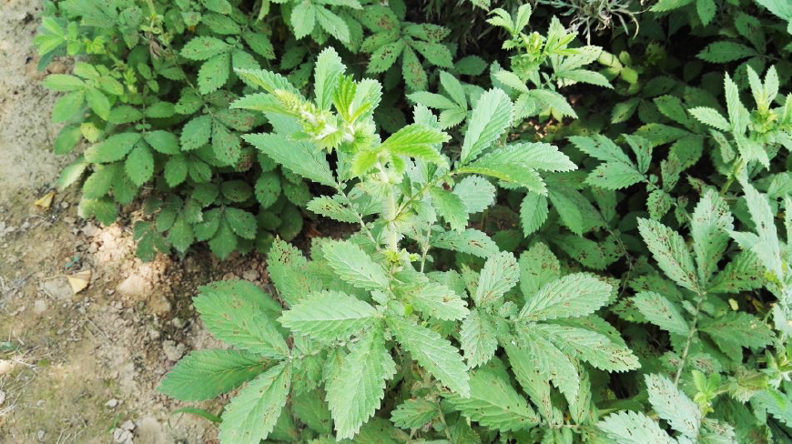 这种野草全身是毛许多人看到就怕殊不知它是珍贵的老鹤嘴