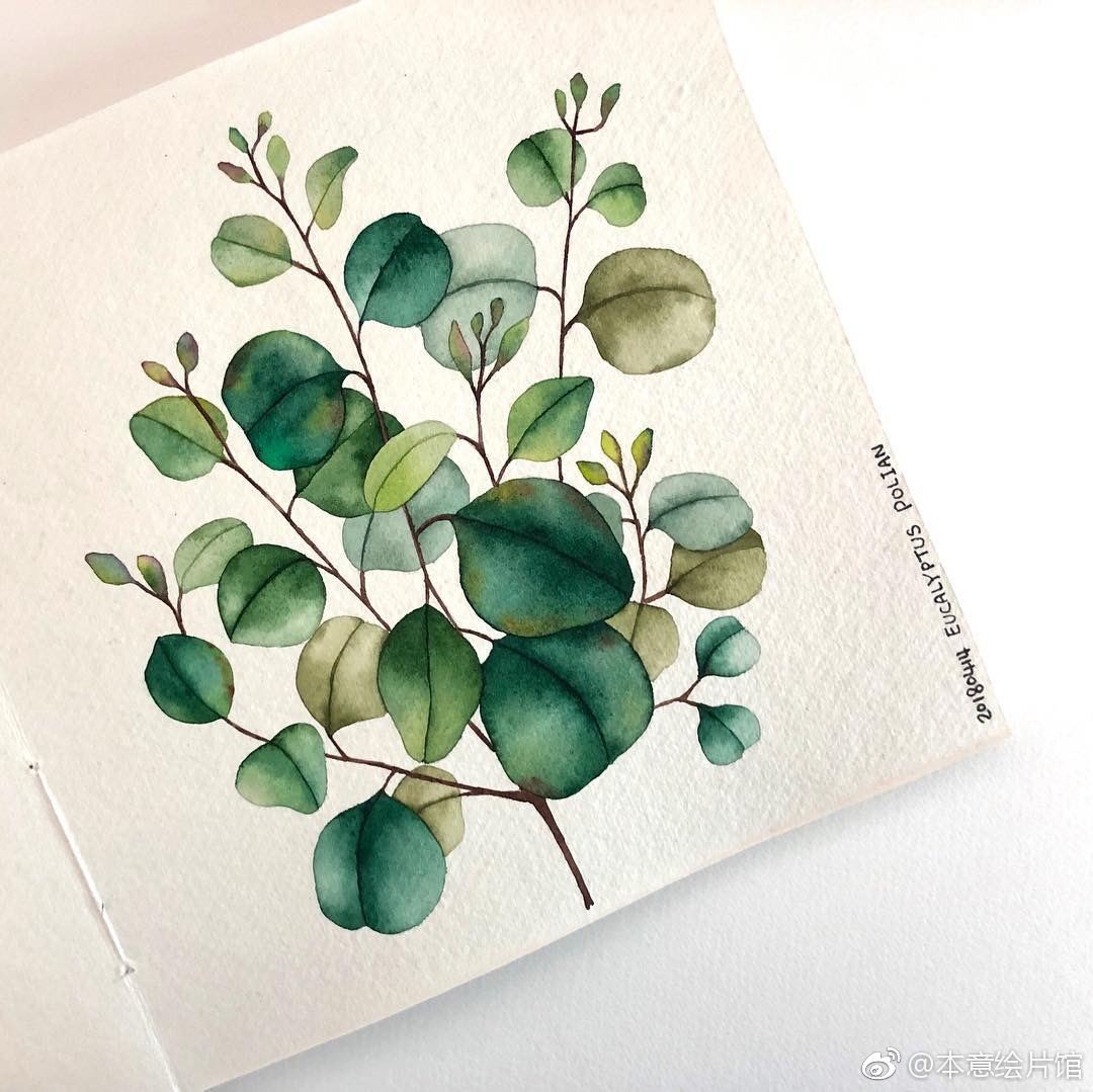 水彩植物作品欣赏inssoho0331