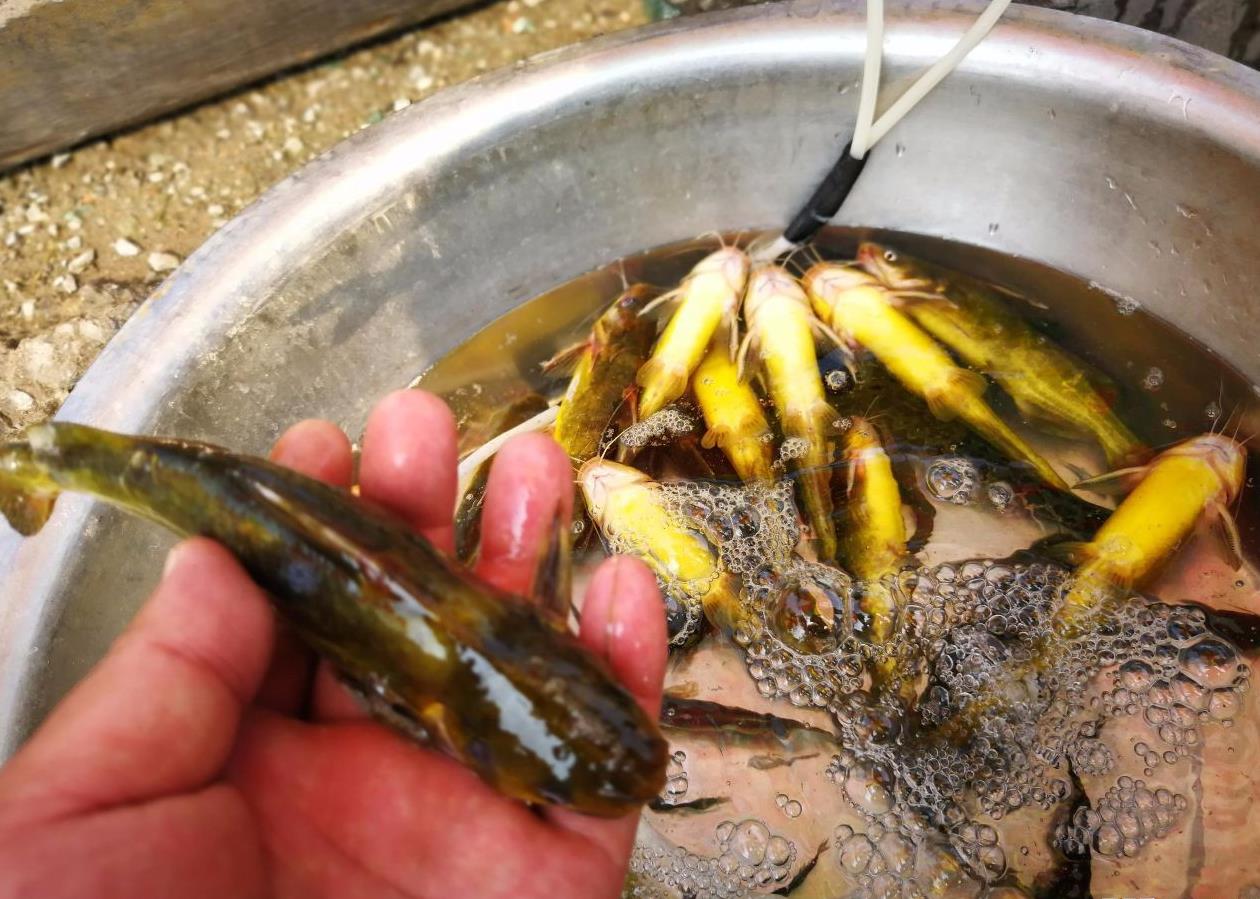 这种鱼被称"皇军",被捉之后"嘎嘎"叫,身上还藏有"三把刀"