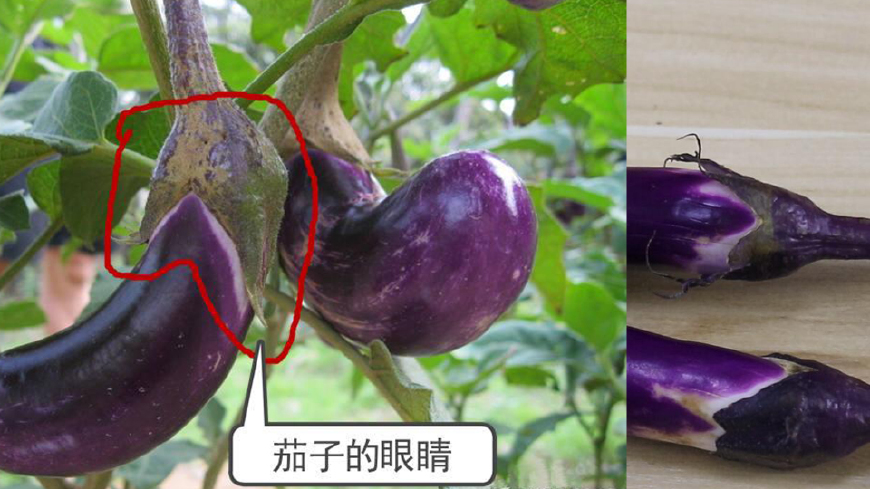 挑茄子,要看茄子的眼睛,眼睛越大茄子越嫩,很多人都买错了