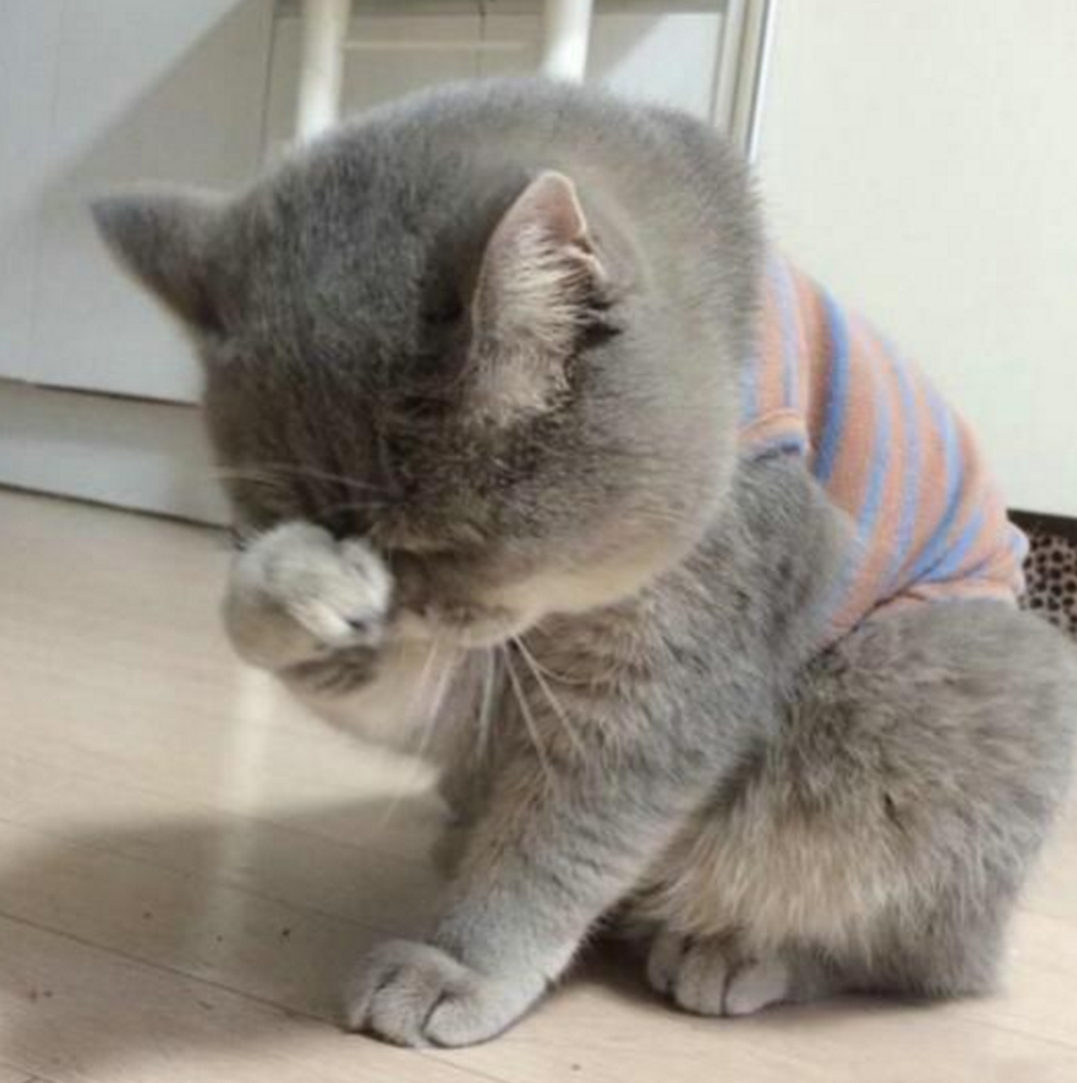 猫咪情绪低落不肯出声,一脸的生无可恋,原因让人大跌眼镜!