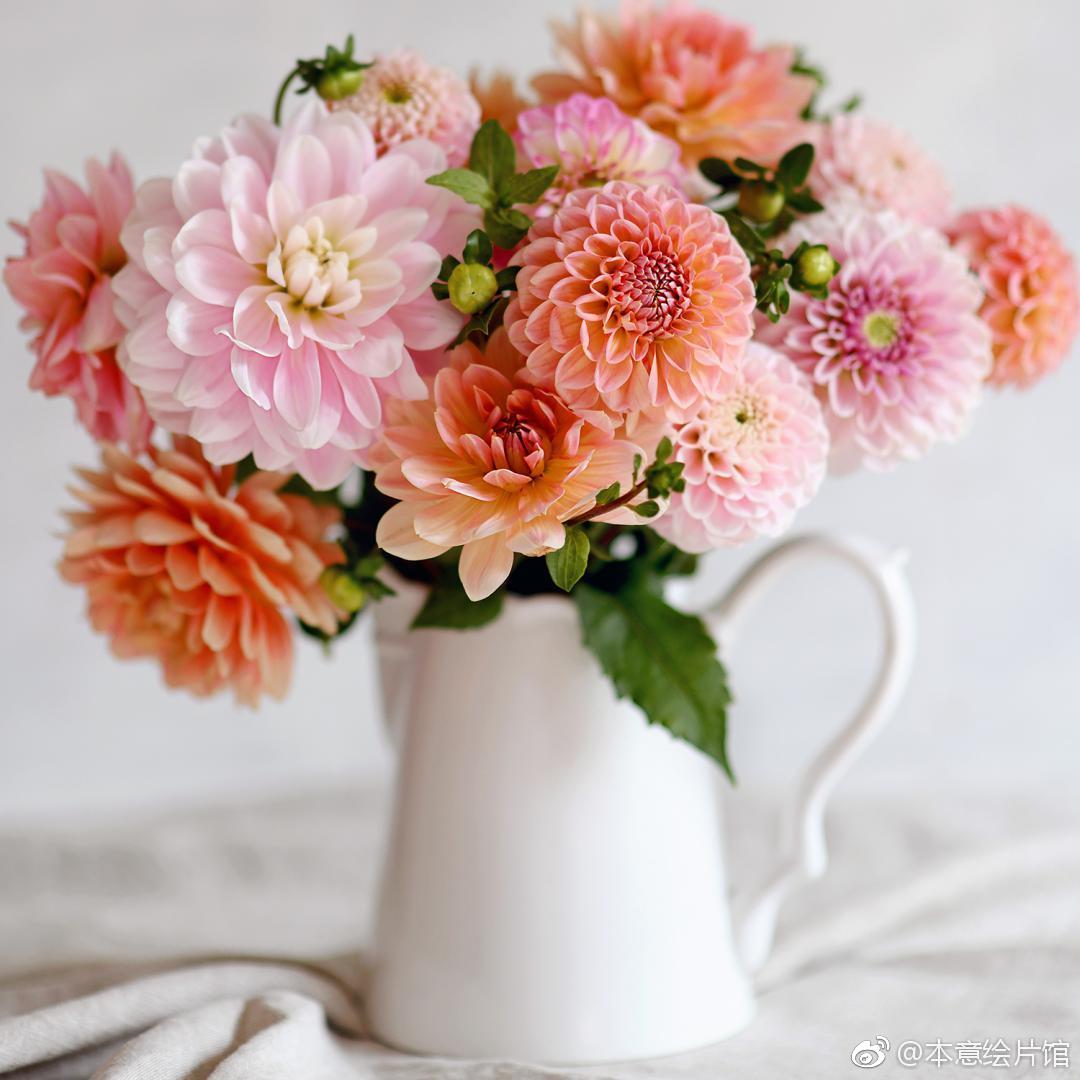 绘画素材第229辑清新明艳的花卉ins