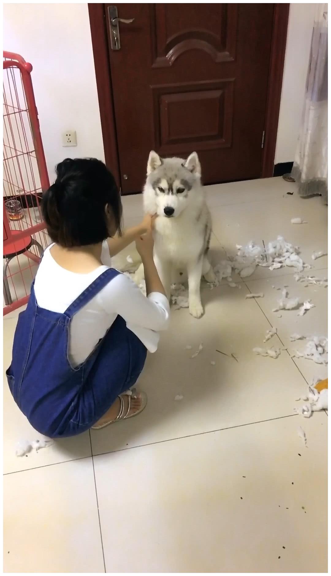 二哈拆家遭女主训,男主用饼从中斡旋,没想却被旁狗混水摸鱼|哈士奇|夫妻|女主人_新浪新闻
