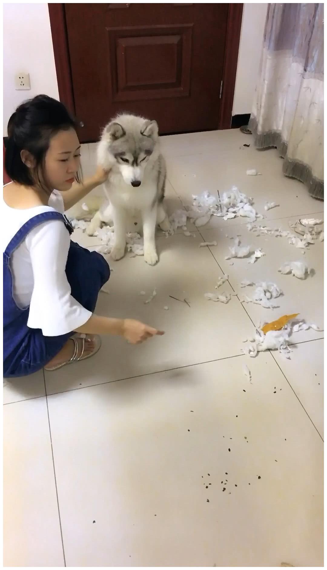 二哈拆家遭女主训,男主用饼从中斡旋,没想却被旁狗混水摸鱼|哈士奇|夫妻|女主人_新浪新闻