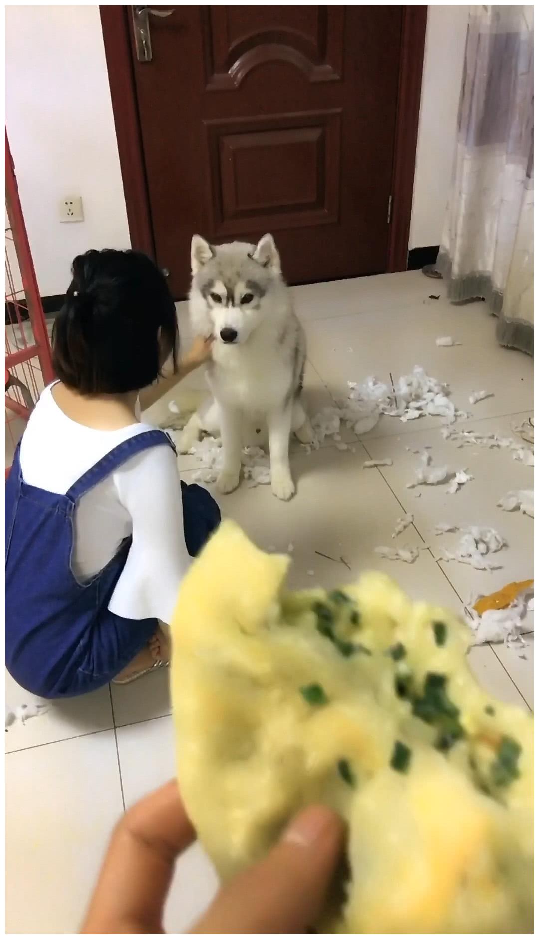 二哈拆家遭女主训,男主用饼从中斡旋,没想却被旁狗混水摸鱼