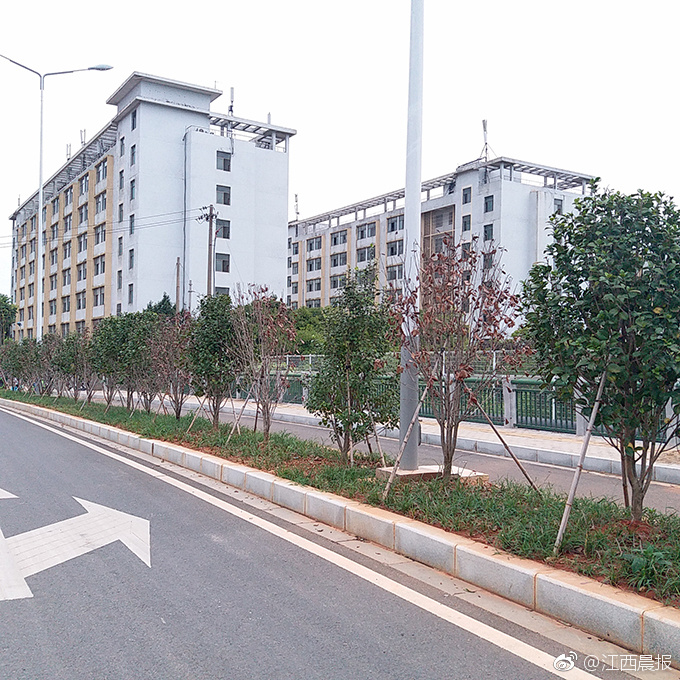 志敏大道新栽行道树大量死亡 南昌市园林绿化处称可能因缺水所致