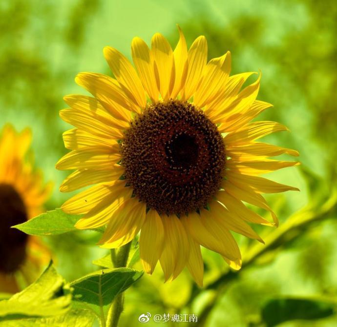 金秋的无锡蠡园,盛开的向日葵花,给人坚强的力量