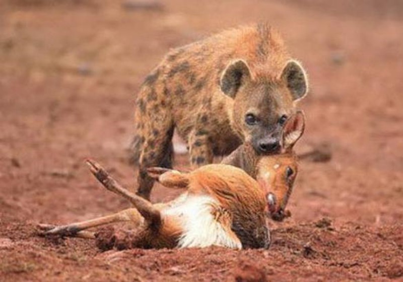 小鹿独自外出看风景,半路遇上这个家伙,顿时后悔不已|小鹿|鬣狗|脖子