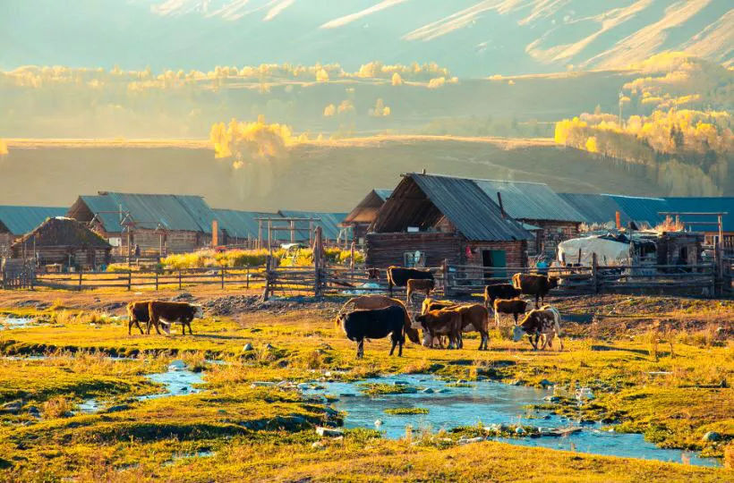 秋天,这些地方美得如诗如画!|禾木村|喀纳斯|白哈巴_新浪新闻