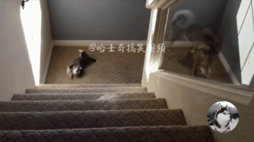 小二哈失足从楼梯掉下,楼下狗妈:确认过眼神,不是亲生的