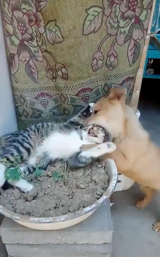 狗将猫咪的头含在嘴里,奶奶笑呵呵说道:没事,它两这是在秀恩爱