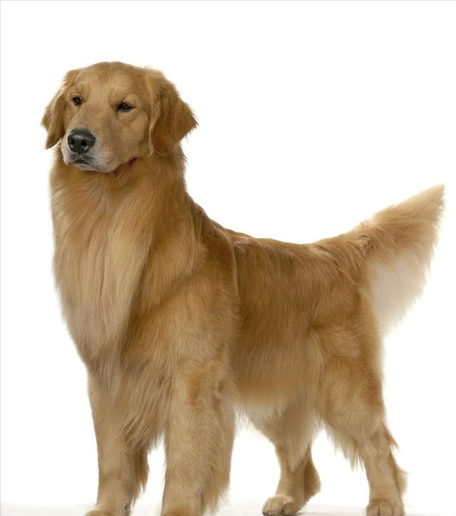 在狗狗智商排行中位列第21,边境牧羊犬智商公认的高,在狗狗智商排行中