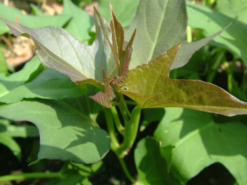 一次种植可采摘半年,亩产效益可达15000元,是有名的"长寿菜"