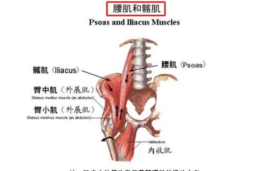 为何要拉伸髋关节屈肌