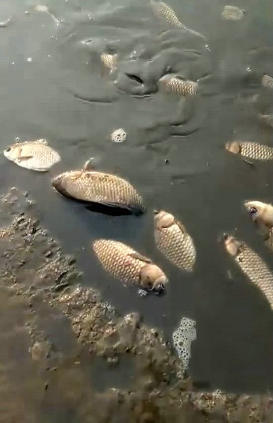 入冬黄河支流水道干涸,河滩上满是大鱼,附近村民提桶去捡