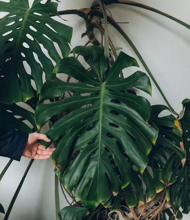 原来龟背竹还有这么多孔的品种没想到它还能攀爬生长