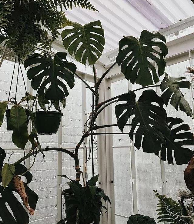 原来龟背竹还有这么多孔的品种没想到它还能攀爬生长