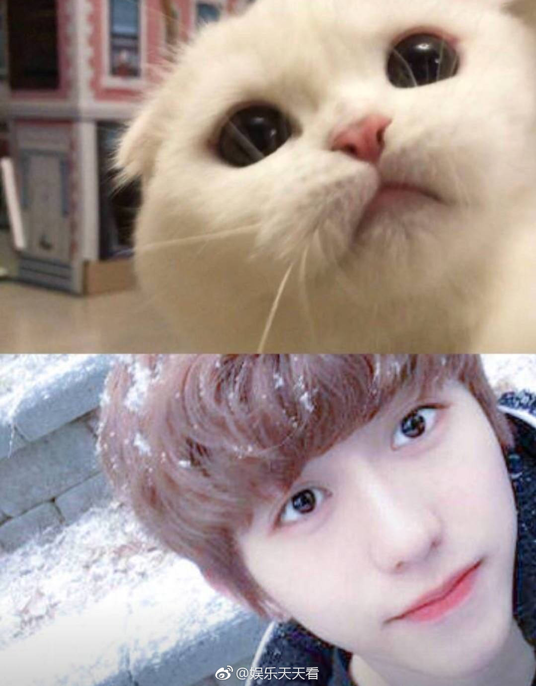蔡徐坤猫颜蔡徐坤的五官真的好精致这次和帅气的猫咪撞上了