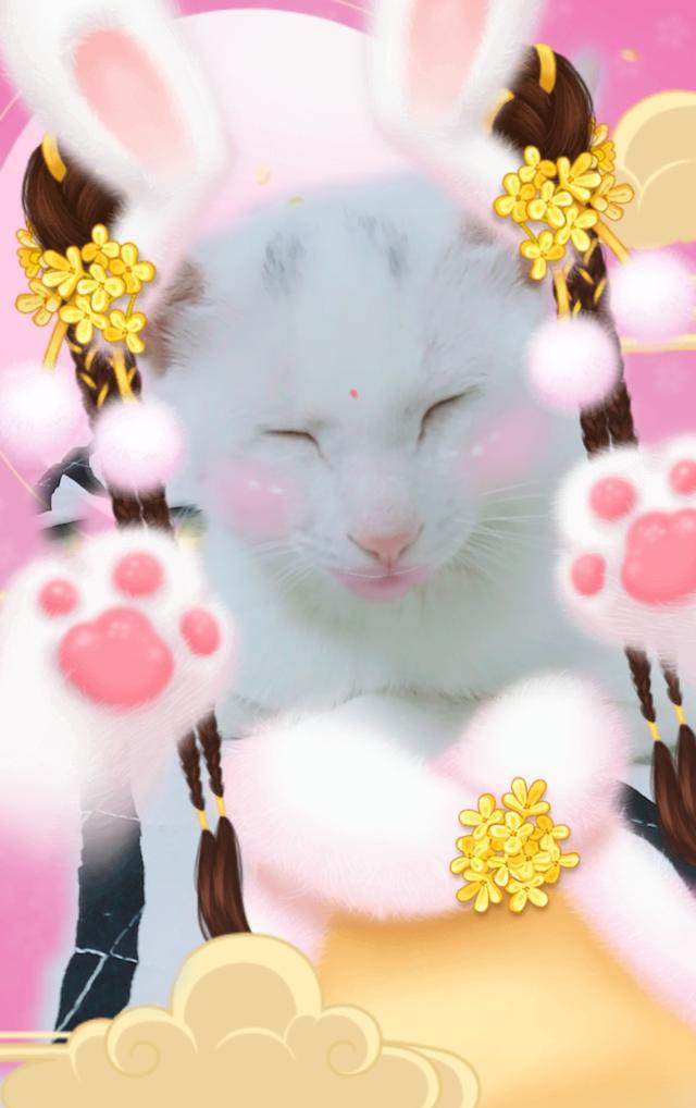 当猫咪遇到激萌拍照软件,不好意思,让我笑一会