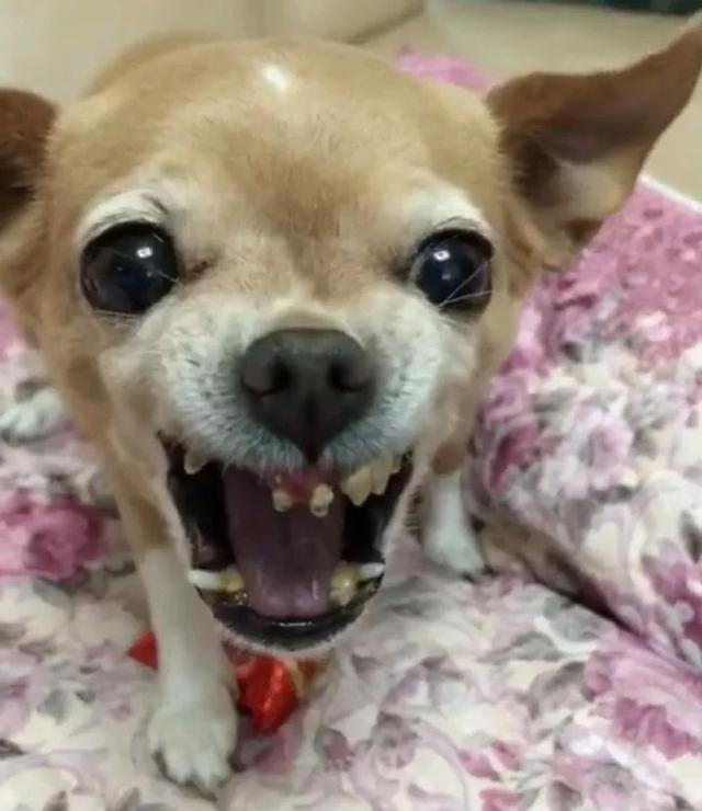 吉娃娃脚踩糖果谁凑近就咬谁嘴巴一张网友笑喷