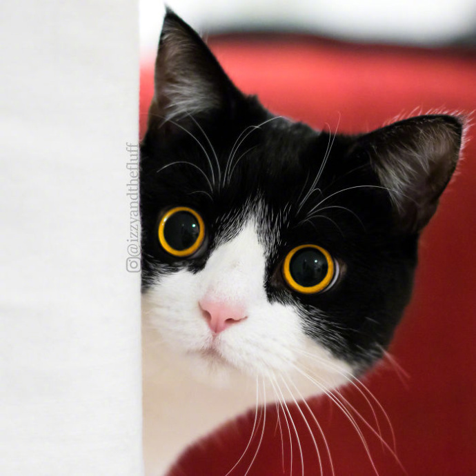 黑猫眼睛放光表情包图片