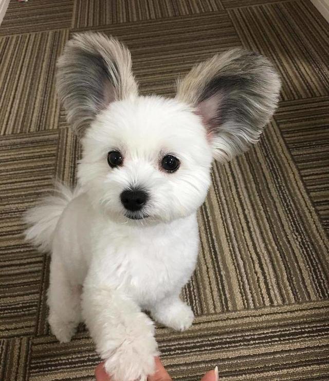 这只米老鼠狗长了一对米老鼠的耳朵萌翻了几万instagram粉丝