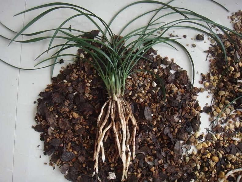 兰花用土软植料和硬植料是什么