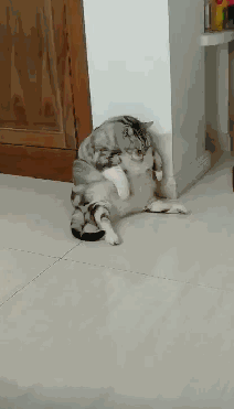 212_371gif 动态图 动图