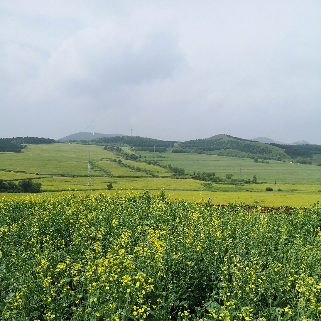 齐齐哈尔碾子山的万亩油菜花