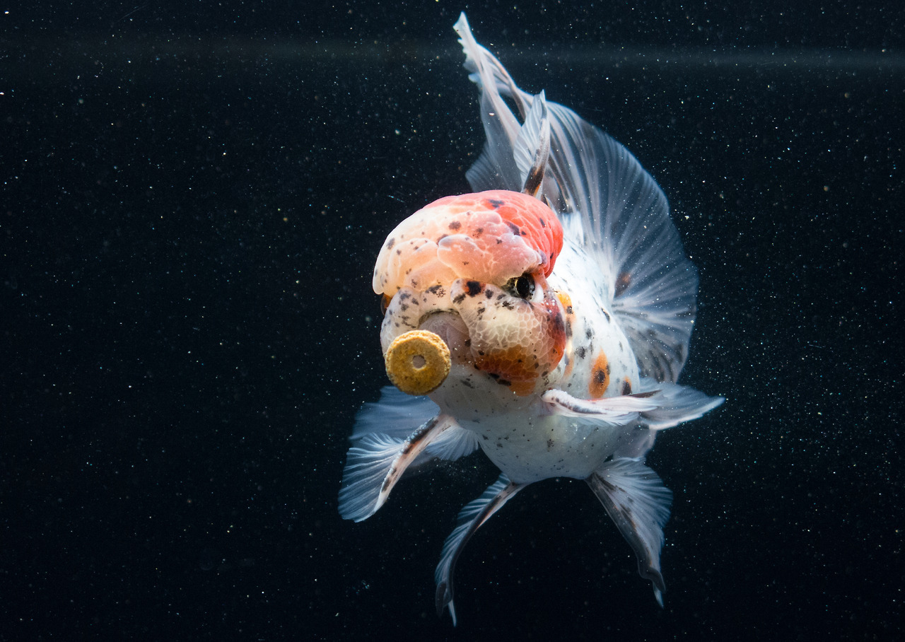 一直觉得金鱼的头部是个神奇的构造