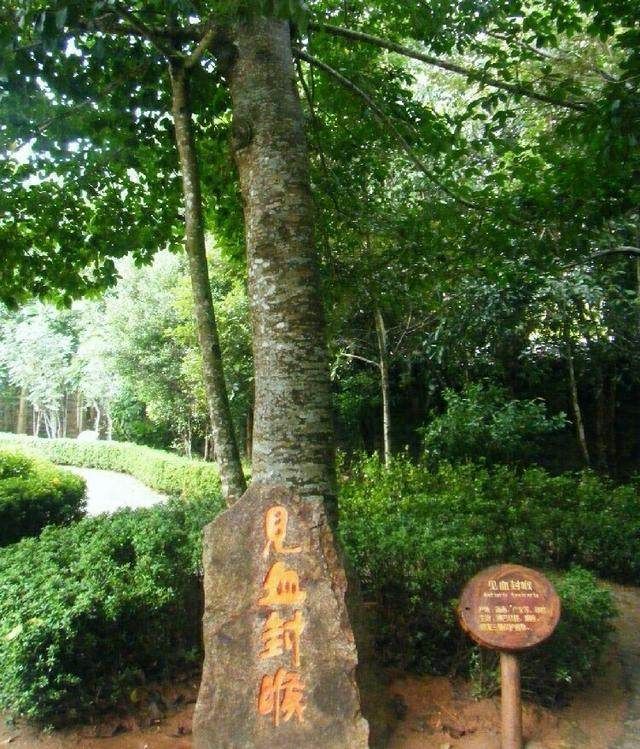 历史上真实的血滴子其实并不是什么武器,而是这个东西!