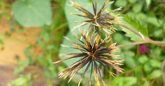 路边这十分让人讨厌的粘连子,在中医眼中可是散瘀活血的良药|鬼针草