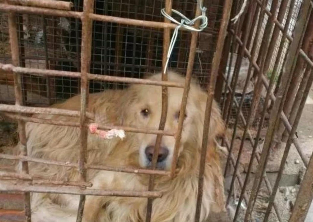 屠宰场狗狗百态:德牧颤抖,二哈不再犯二,最后一张让人泪奔!