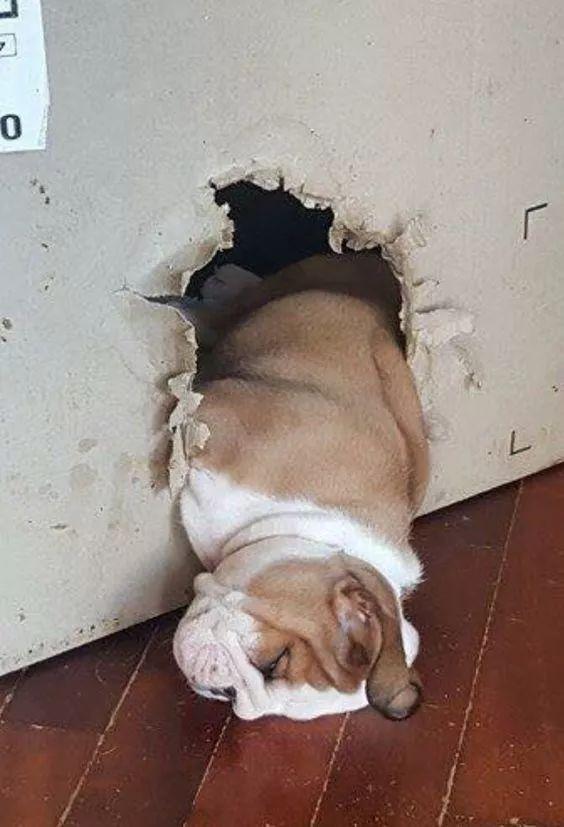 想要逃跑的萌宠们,可惜