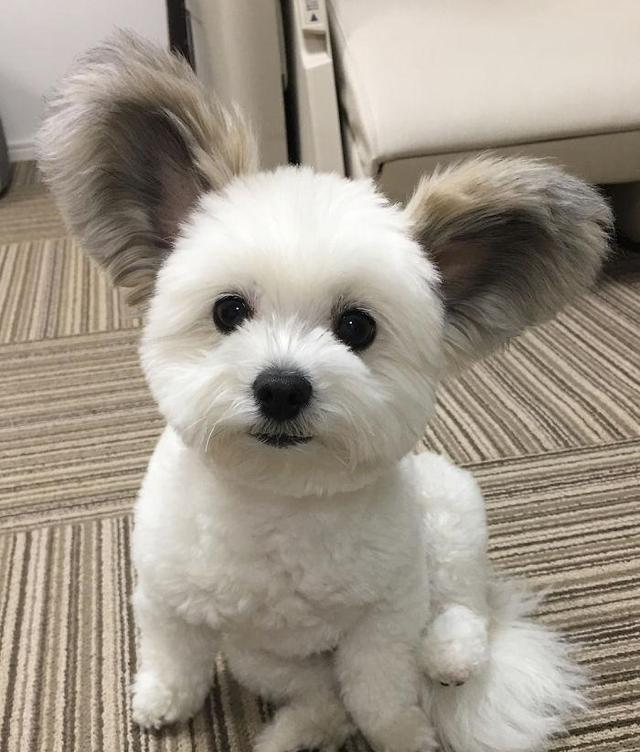 这只米老鼠狗长了一对米老鼠的耳朵萌翻了几万instagram粉丝