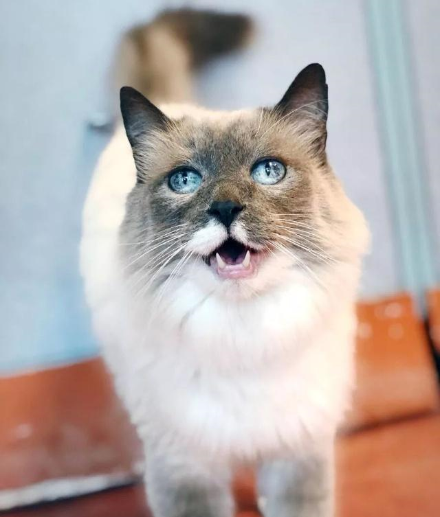 宠物店监控摄像头拍下的暖心一幕小姐姐抱着猫咪开心曼舞