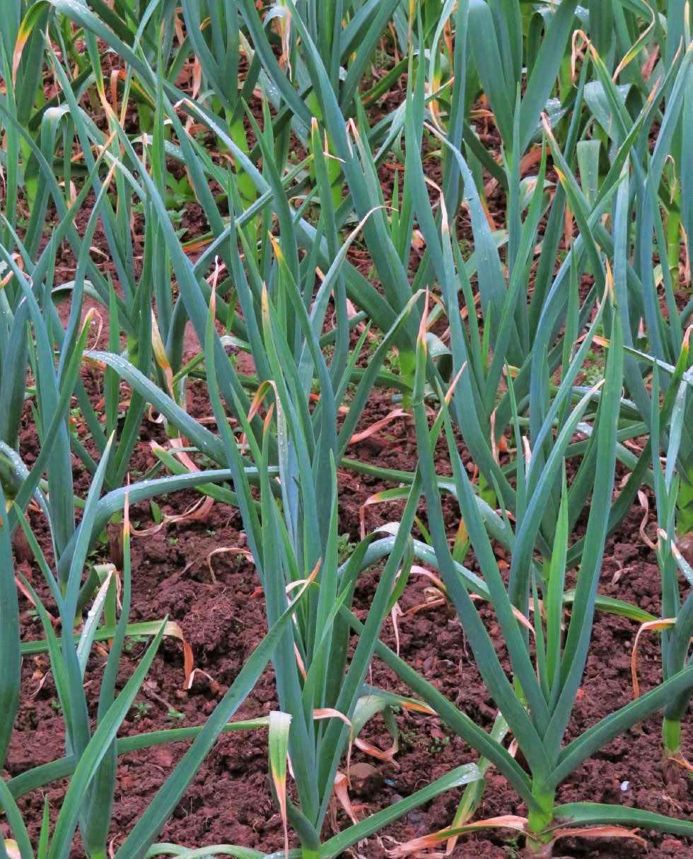 蒜苗对心脑血管有保护作用能预防血栓的形成还能保护肝脏并防癌