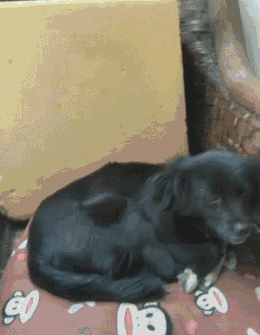 260_335竖版 竖屏gif 动态图 动图