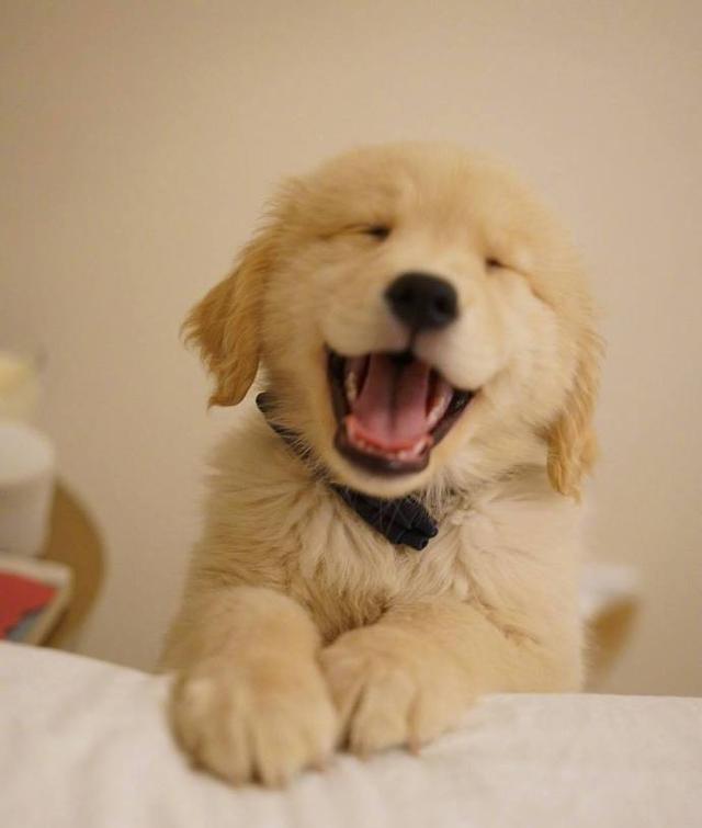 哈哈没错,这是小金毛muai的笑,迟早有一天你也有狗狗哒哒