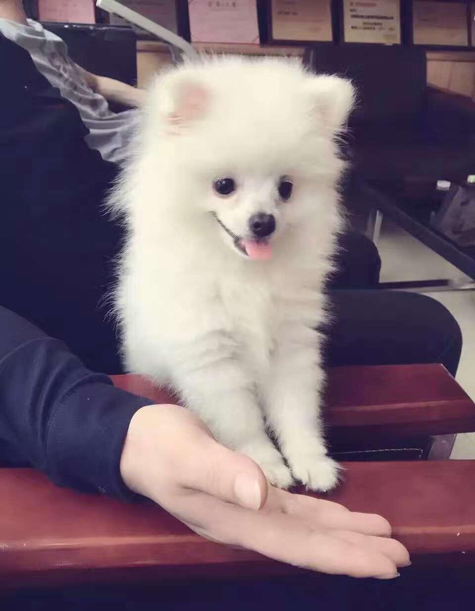 新养了只小美女蝴蝶犬, 小处男博美就控制不住了