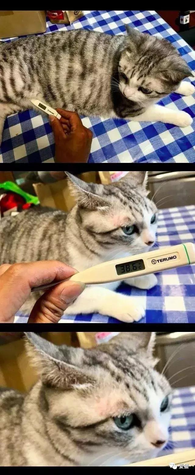 猫到底有哪些用处?网友:养猫千日,用猫一时!