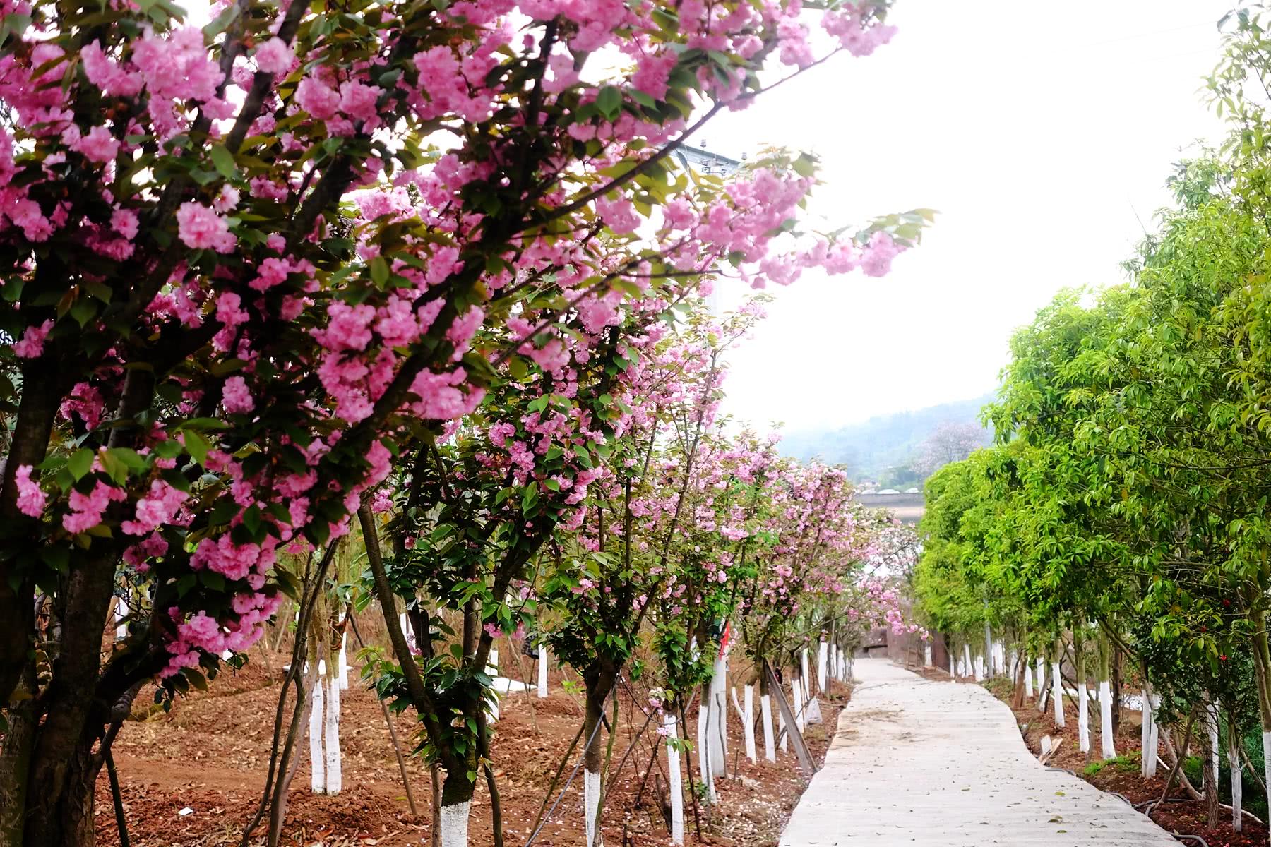 免费万州这个樱花观赏地太低调错过就得再等一年
