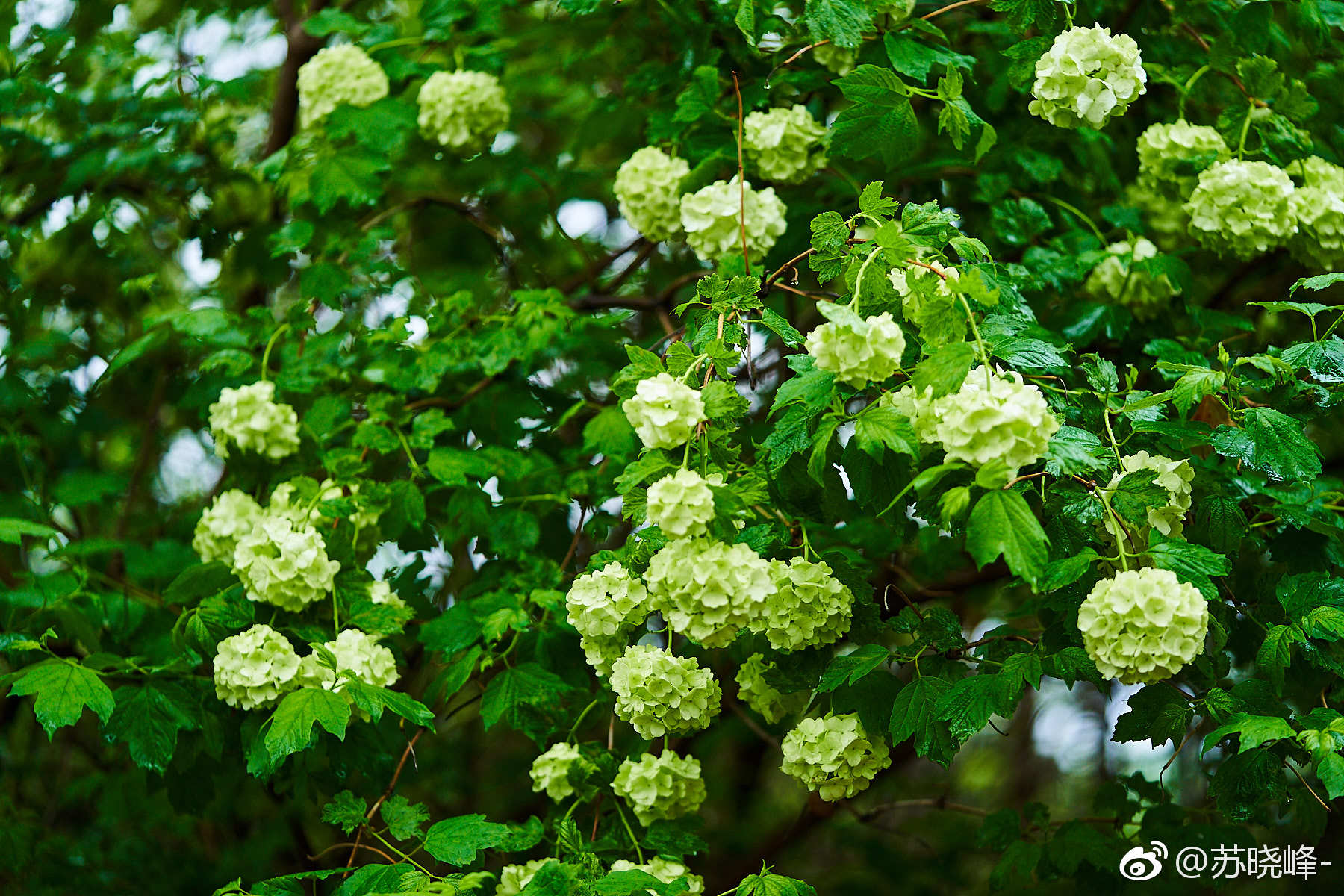 此花开尽春已规圆留得一团和气奥森的木绣球
