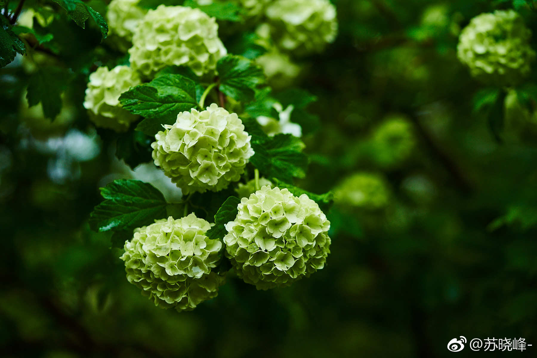 此花开尽春已规圆留得一团和气奥森的木绣球